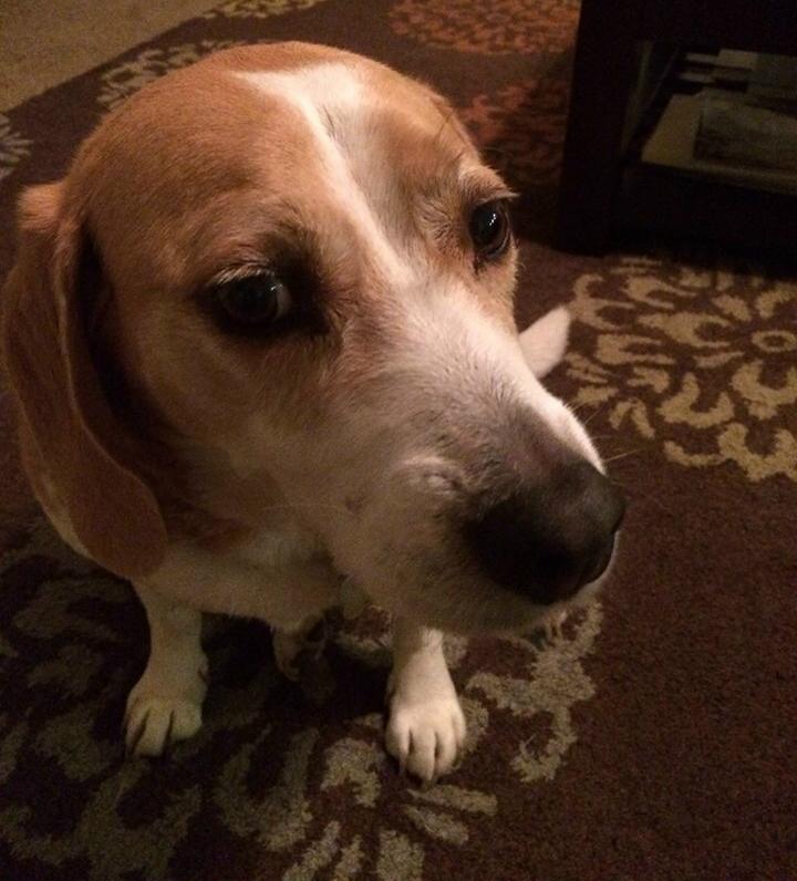 beagle-buddy